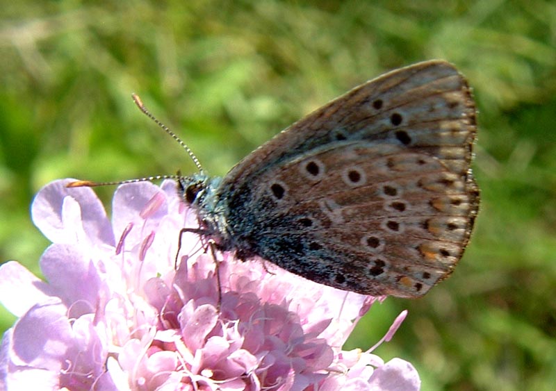 Lysandra bellargus (o icarus?)